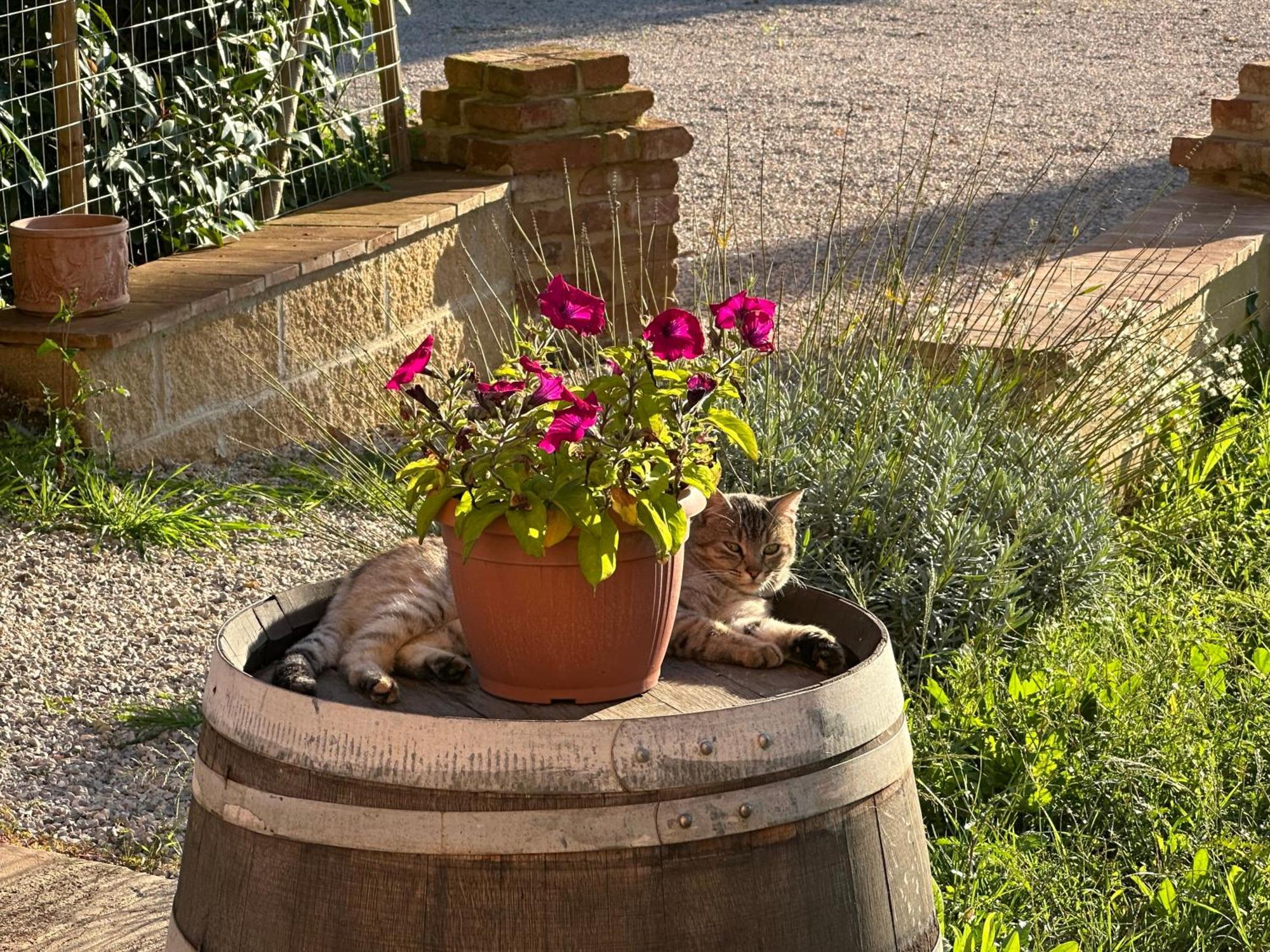Fornace Del Conte Apartment Abbadia di Montepulciano Luaran gambar